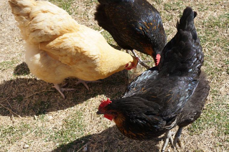 Cove chickens
